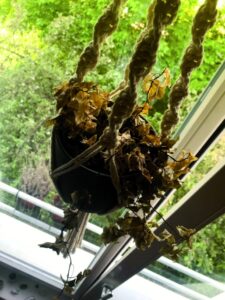 The Graveyard of Houseplants